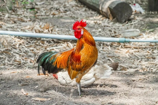 探索自然之美，斑鳩圖片與小巷深處的特色小店