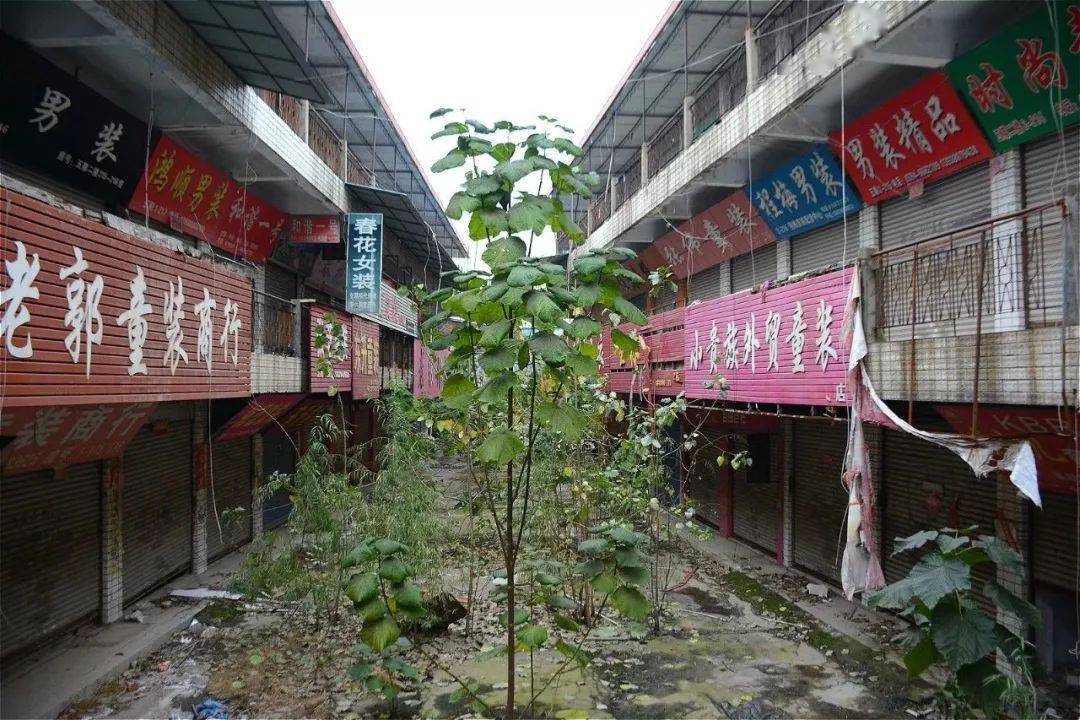 周口荷花市場最新動(dòng)態(tài)，夏日奇遇揭秘